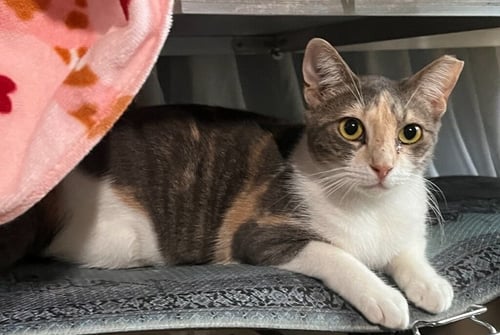 POPPY - Domestic Short Hair available for adoption