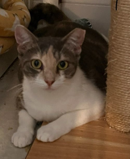 POPPY - Domestic Short Hair available for adoption