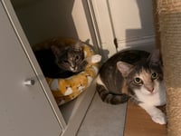 Poppy - Photo 3