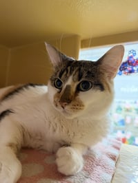Princess - Photo 2