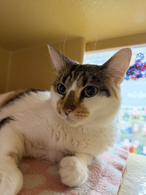 PRINCESS - Calico / Domestic Short Hair available for adoption