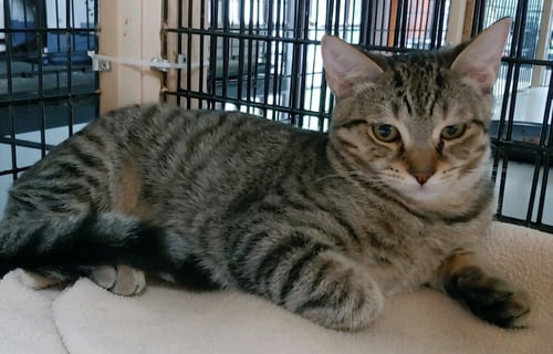 TABITHA - Domestic Short Hair available for adoption