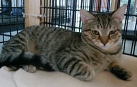 Tabitha - Photo 1