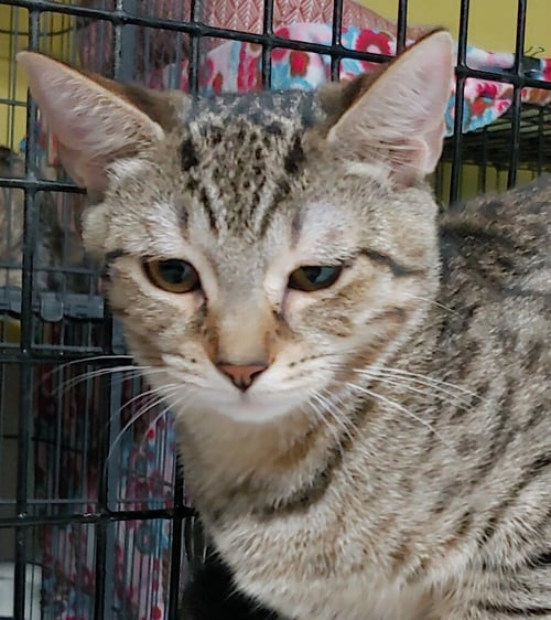 TABITHA - Domestic Short Hair available for adoption