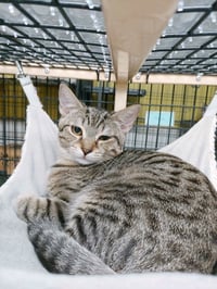Tabitha - Photo 4