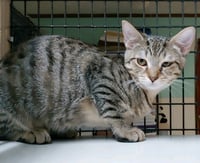 Tabitha - Photo 3
