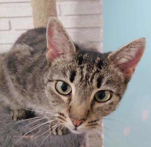 QUINN - Domestic Short Hair available for adoption