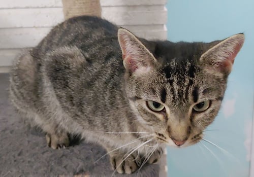 QUINN - Domestic Short Hair available for adoption