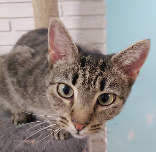 QUINN - Domestic Short Hair available for adoption