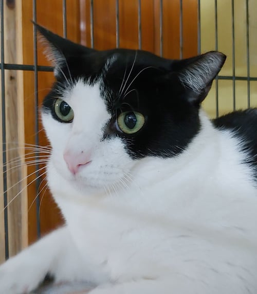 JERRY - Domestic Short Hair available for adoption