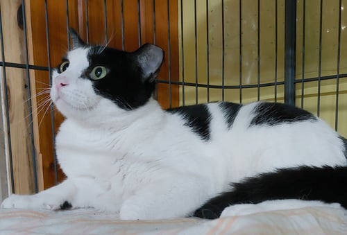 JERRY - Domestic Short Hair available for adoption