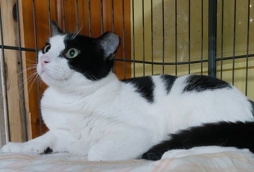 JERRY - Domestic Short Hair available for adoption