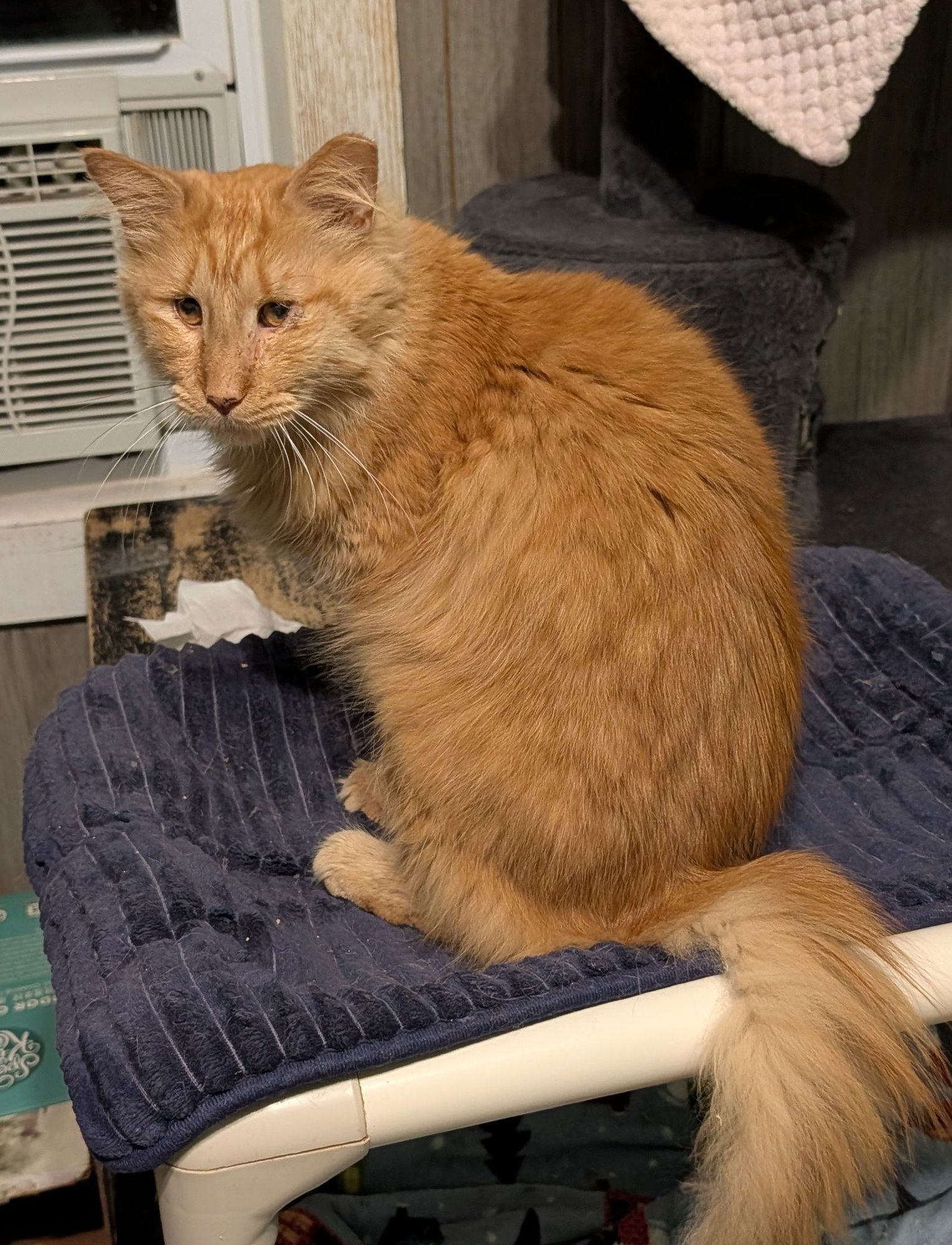 CHARLES - Domestic Long Hair available for adoption