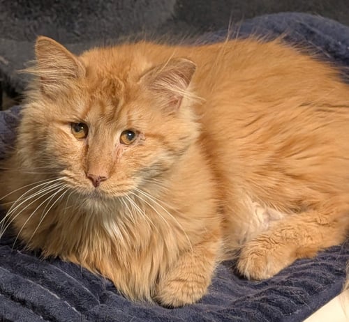 CHARLES - Domestic Long Hair available for adoption
