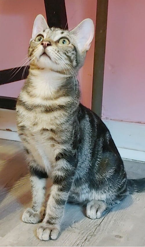 BRODY - Domestic Short Hair available for adoption