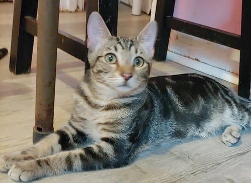 BRODY - Domestic Short Hair available for adoption