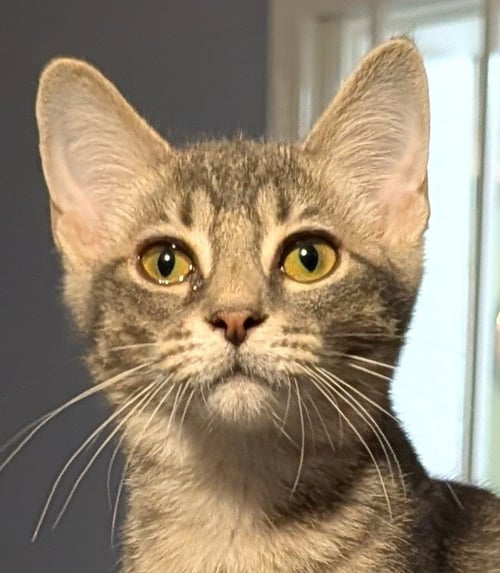 TERRY - Domestic Short Hair available for adoption