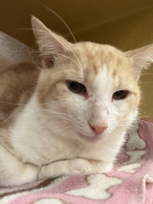 HARRY (2026) - Domestic Short Hair available for adoption