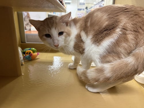 HARRY (2026) - Domestic Short Hair available for adoption