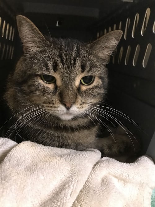 POKA - Domestic Short Hair available for adoption