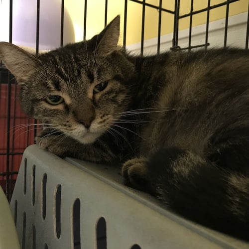 POKA - Domestic Short Hair available for adoption