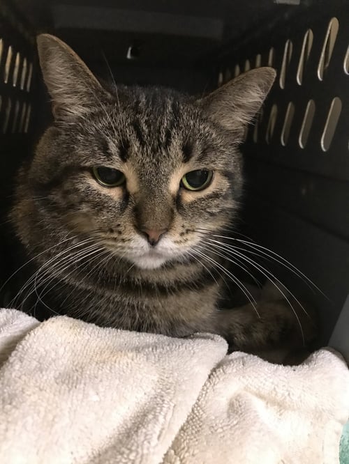 POKA - Domestic Short Hair available for adoption