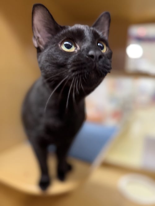 DRAKE - Domestic Short Hair available for adoption