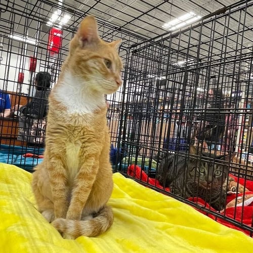 SIENNA - Domestic Short Hair available for adoption