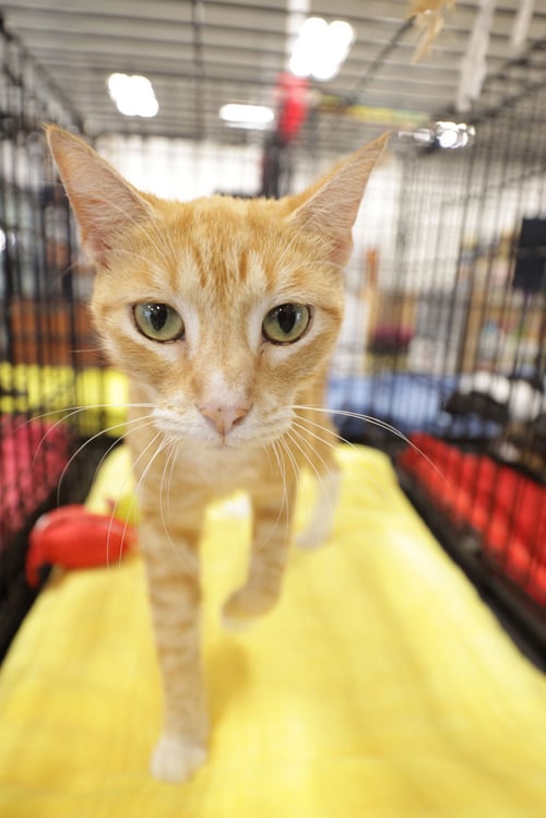 SIENNA - Domestic Short Hair available for adoption