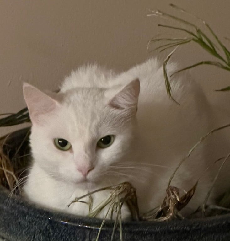 Momma Image