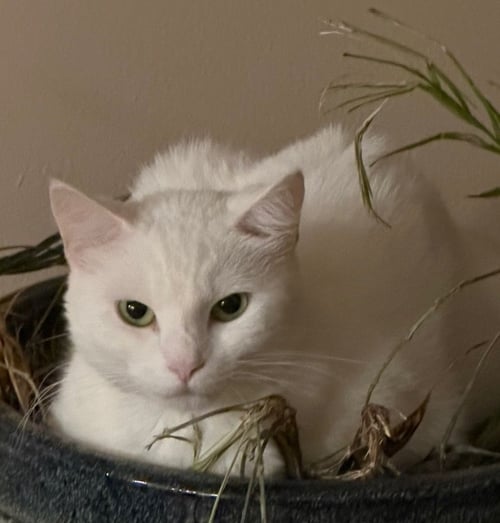 MOMMA - Domestic Short Hair available for adoption