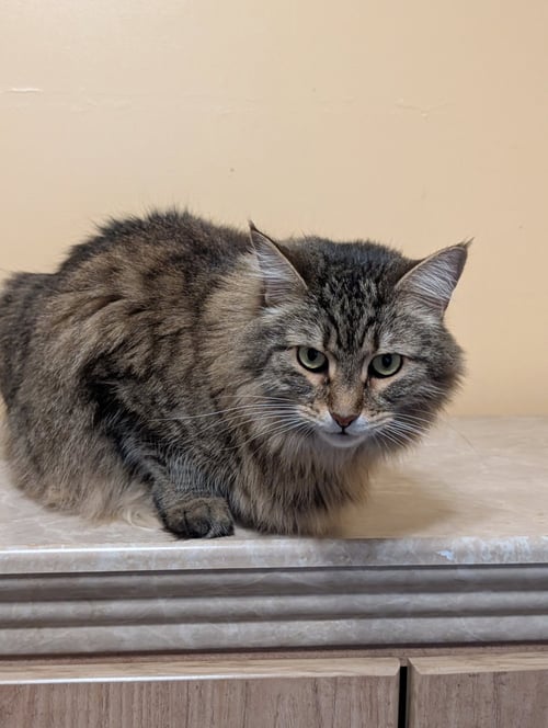 BELLA - Maine Coon available for adoption
