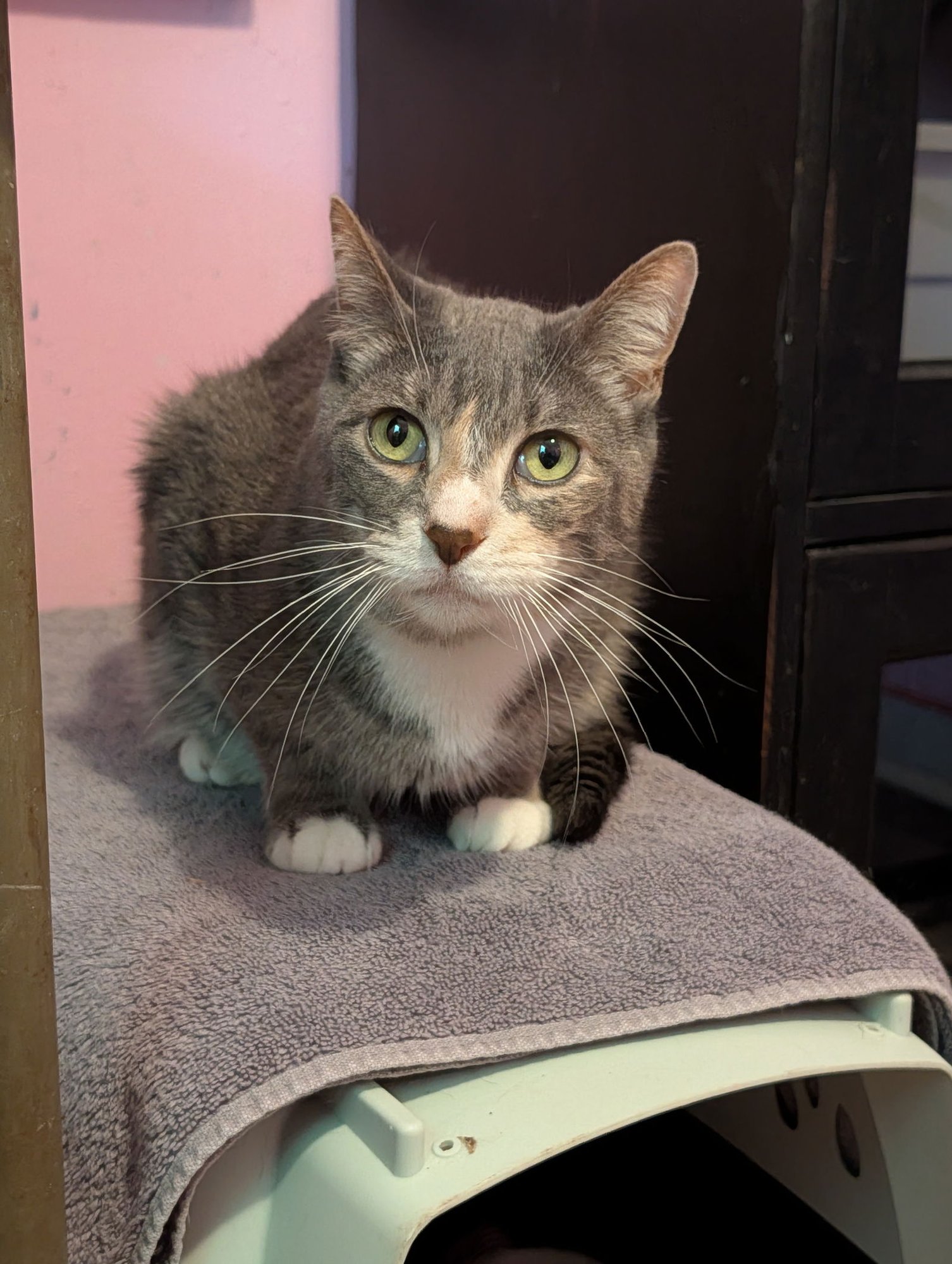 ZIMU - Domestic Short Hair available for adoption