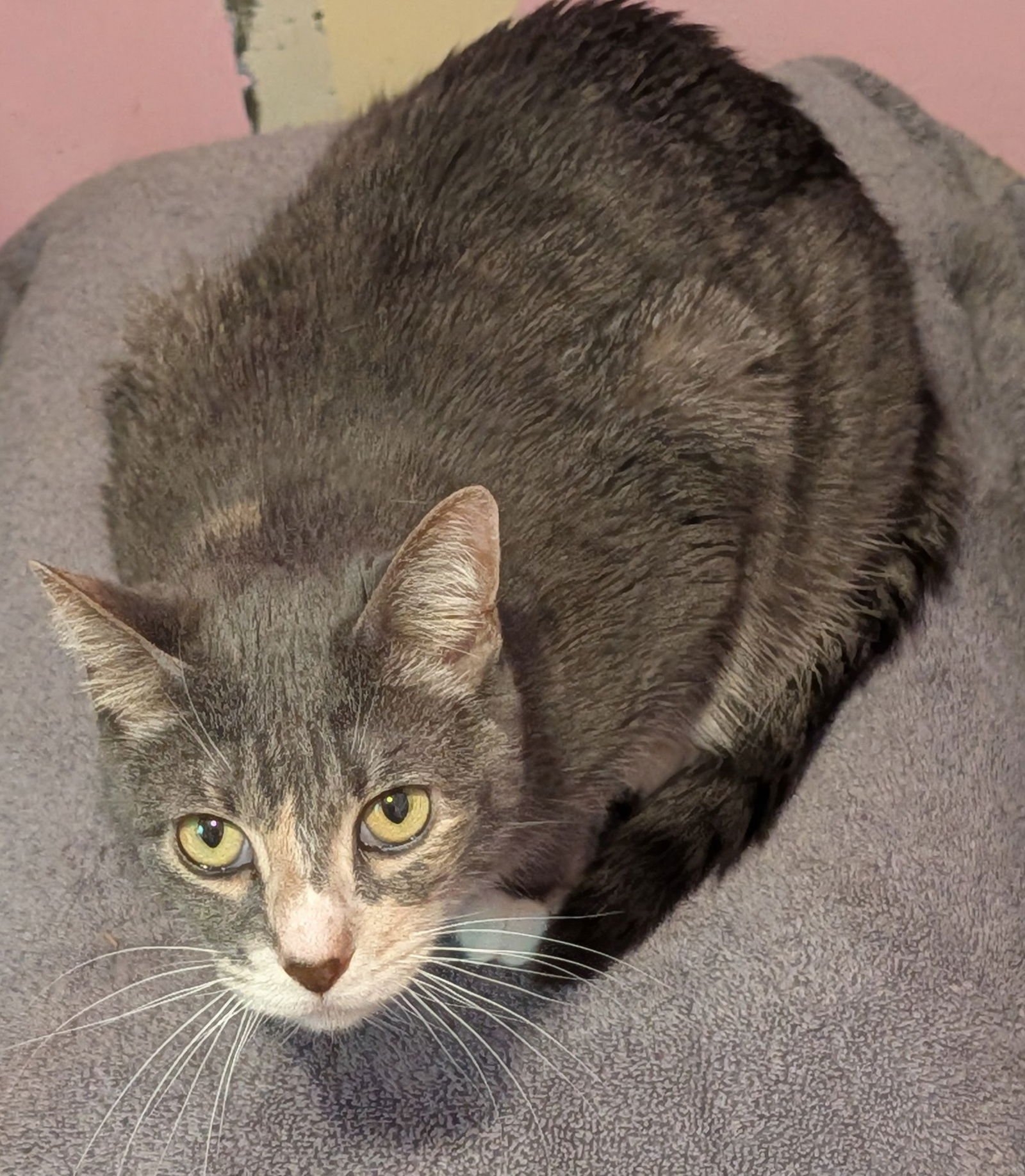 ZIMU - Domestic Short Hair available for adoption