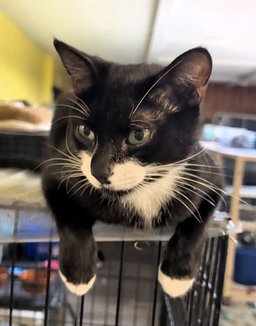 TIPSY - Domestic Short Hair available for adoption