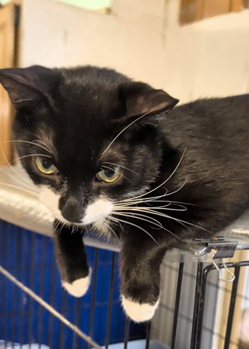 TIPSY - Domestic Short Hair available for adoption