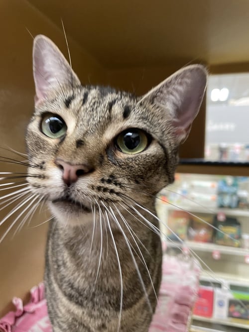 ANNABELLE 2026 - Domestic Short Hair available for adoption