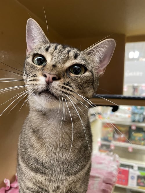 ANNABELLE 2026 - Domestic Short Hair available for adoption