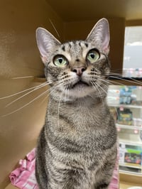 Annabelle 2026 - Photo 4