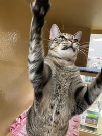 Annabelle 2026 - Photo 5