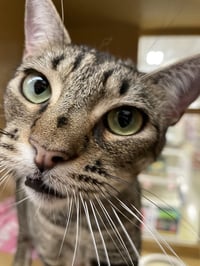 Annabelle 2026 - Photo 6