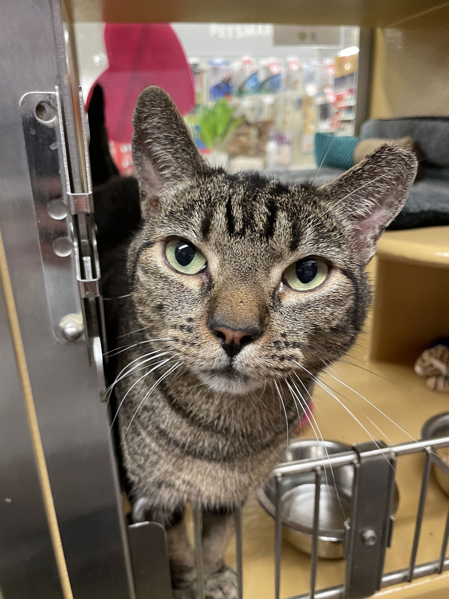 MITCH - Domestic Short Hair available for adoption