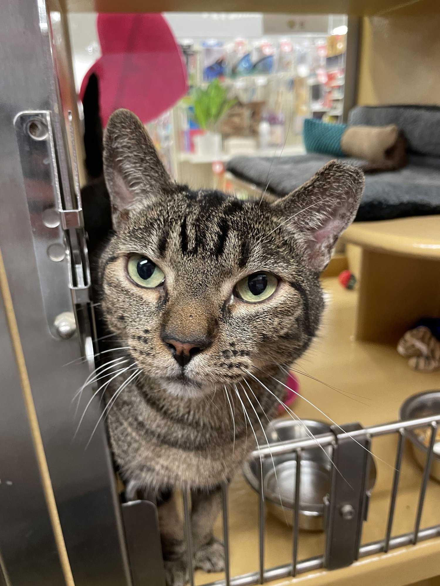 MITCH - Domestic Short Hair available for adoption