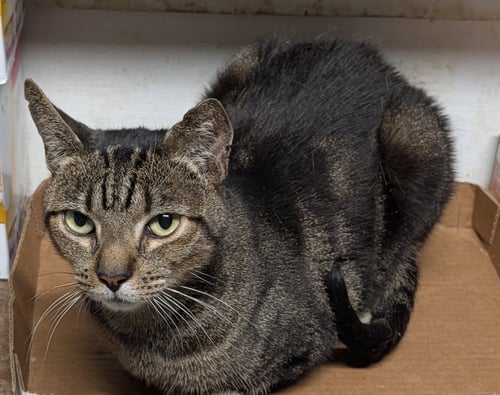 MITCH - Domestic Short Hair available for adoption