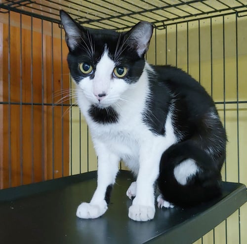 TOM - Domestic Short Hair available for adoption