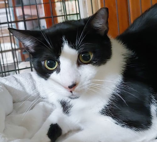 TOM - Domestic Short Hair available for adoption