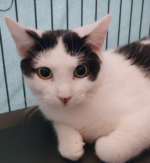 BLACKIE - Domestic Short Hair available for adoption