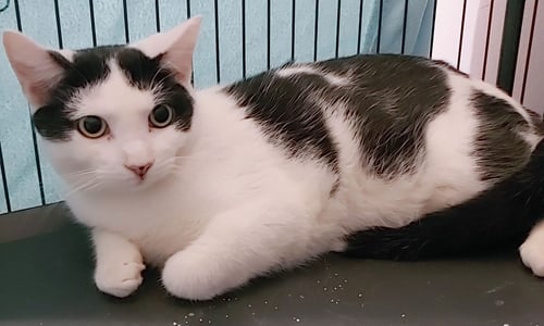 BLACKIE - Domestic Short Hair available for adoption