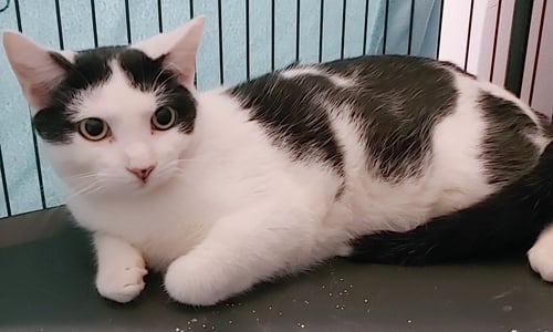 BLACKIE - Domestic Short Hair available for adoption