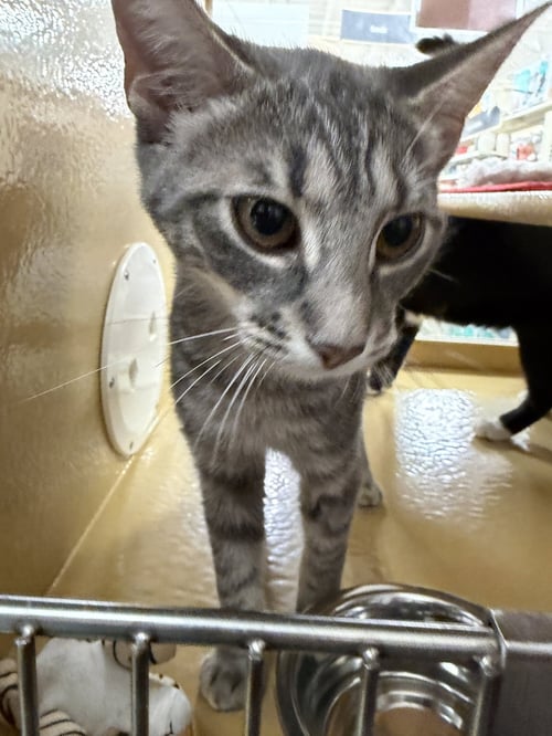 BREE - Tuxedo available for adoption